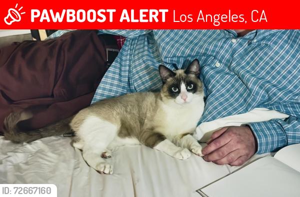 Lost Male Cat last seen Near 92nd st, Los Angeles, CA 90002