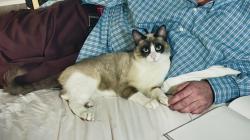 Lost Male Cat last seen Near 92nd st, Los Angeles, CA 90002