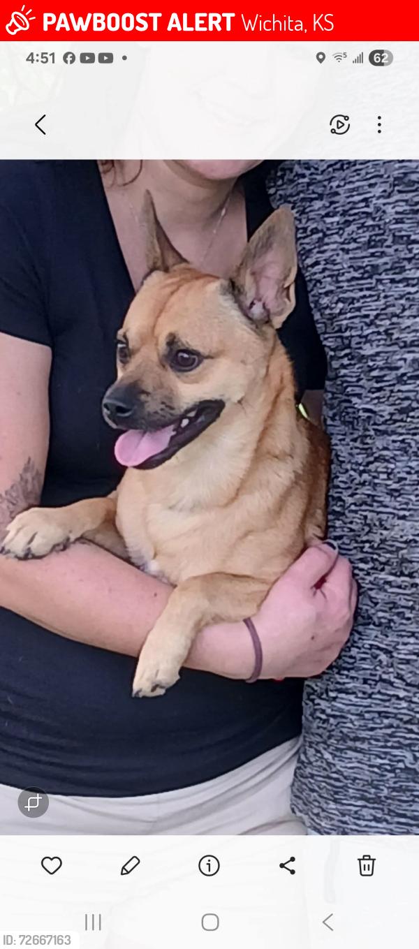 Lost Male Dog last seen Meridian and MacArthur , Wichita, KS 67217
