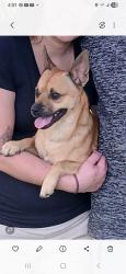 Lost Male Dog last seen Meridian and MacArthur , Wichita, KS 67217