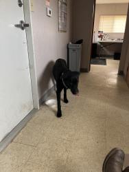 Found/Stray Female Dog last seen Hodges Reserve Ave , Lake County, FL 34797
