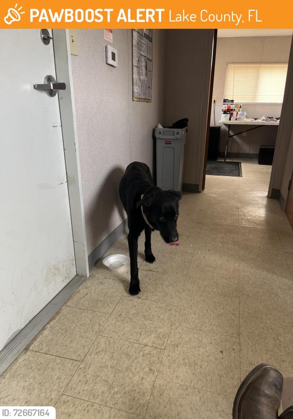 Found/Stray Female Dog last seen Hodges Reserve Ave , Lake County, FL 34797