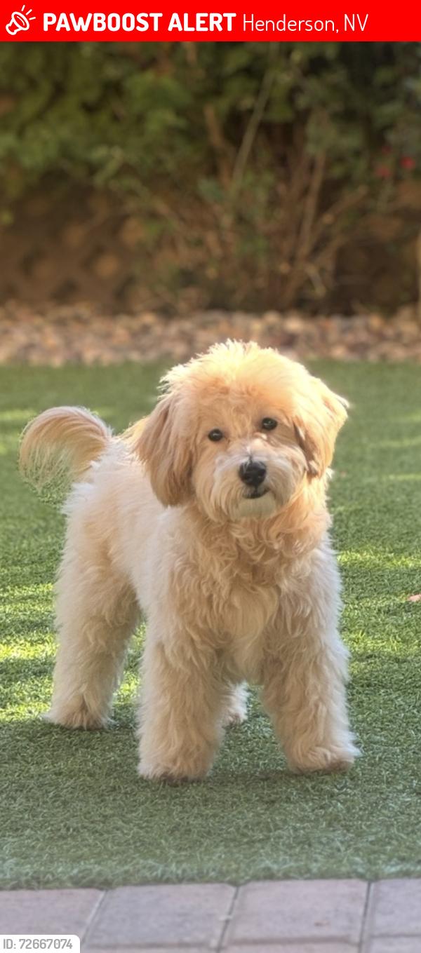 Lost Male Dog last seen Revere Golf Course, Henderson, NV 89052