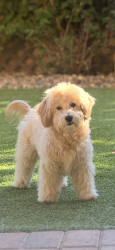 Lost Male Dog last seen Revere Golf Course, Henderson, NV 89052