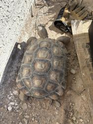 Found/Stray Unknown Reptile last seen Nobility Ave and N Allegiance Dr. , North Las Vegas, NV 89032