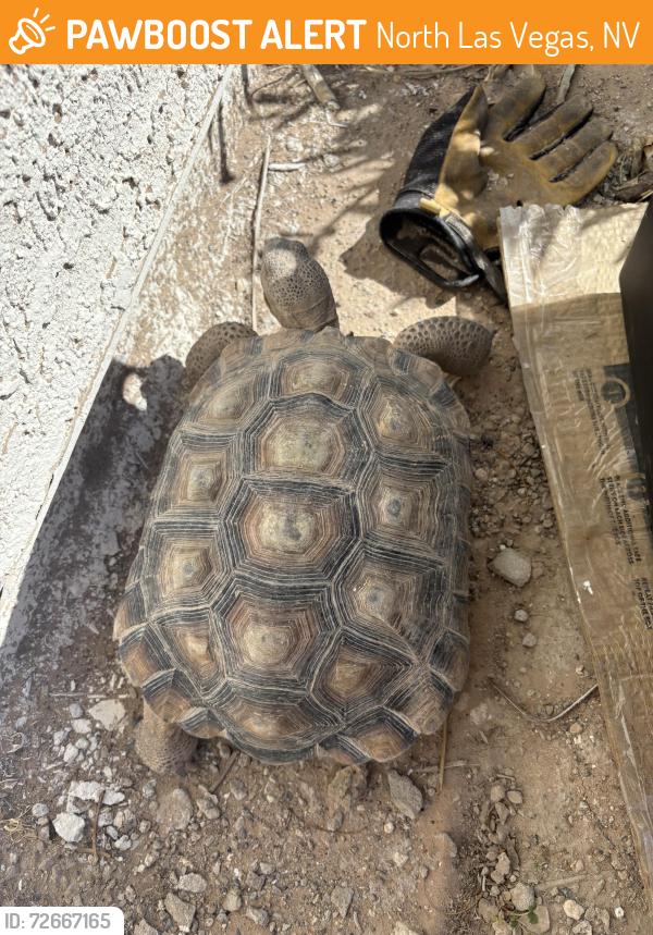Found/Stray Unknown Reptile last seen Nobility Ave and N Allegiance Dr. , North Las Vegas, NV 89032