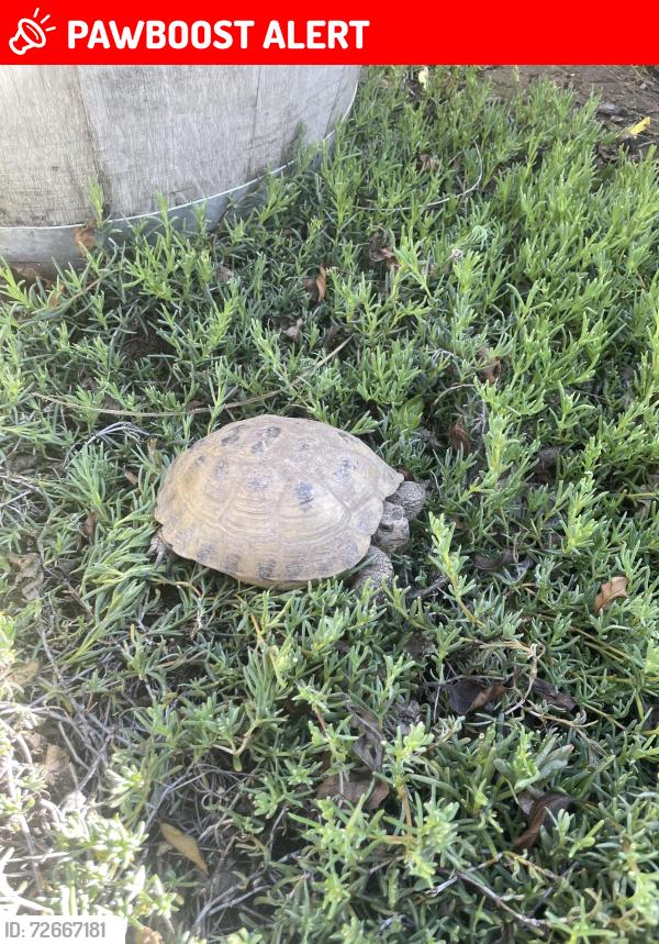 Lost Female Reptile last seen Haven view park, Waikiki Lane and Edinger, Huntington Beach, CA 92649