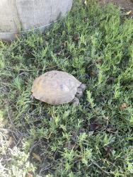 Lost Female Reptile last seen Haven view park, Waikiki Lane and Edinger, Huntington Beach, CA 92649