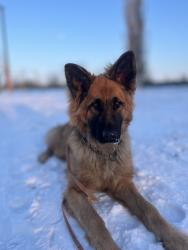 Lost Male Dog last seen Washington Street, Bath, ME 04530