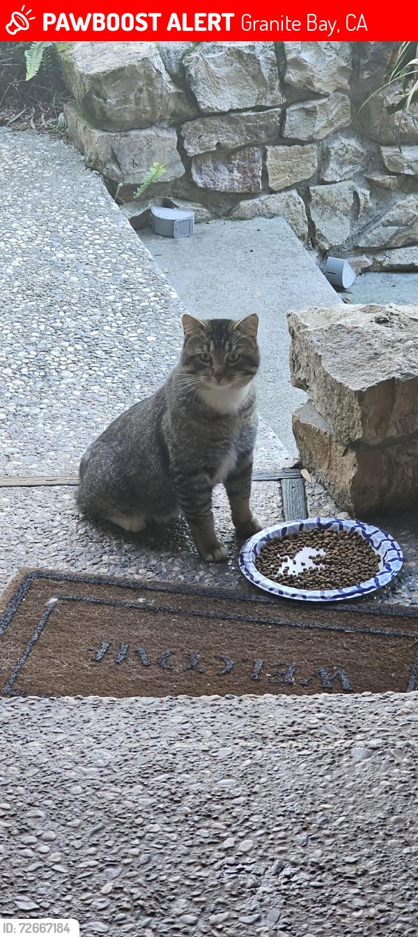 Lost Male Cat last seen Morningside drive Granite Bay, Granite Bay, CA 95746