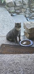 Lost Male Cat last seen Morningside drive Granite Bay, Granite Bay, CA 95746