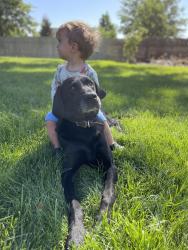 Lost Male Dog last seen Locust and Southside , Nampa, ID 83686