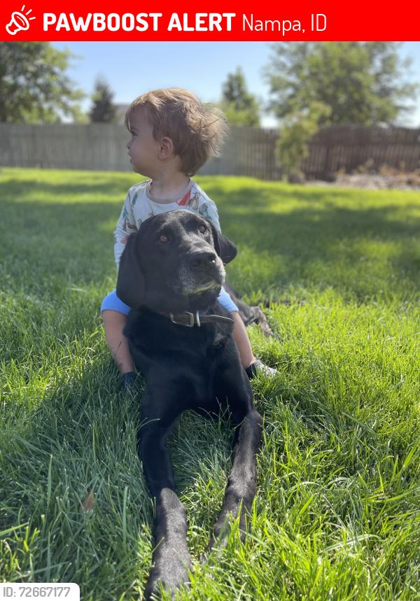 Lost Male Dog last seen Locust and Southside , Nampa, ID 83686