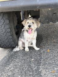 Found/Stray Female Dog last seen Threeawn, San Angelo, TX 76904