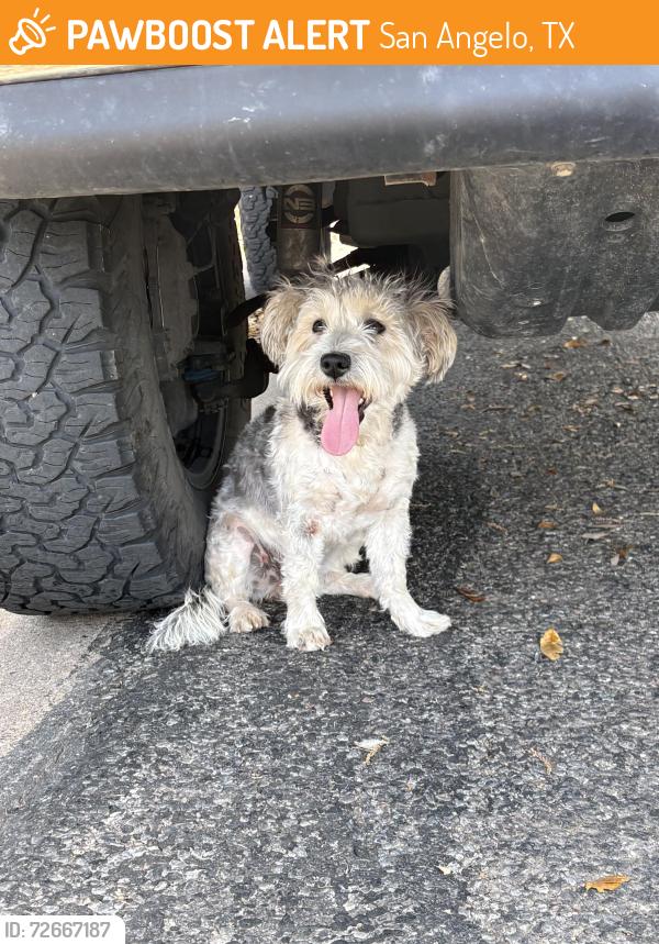 Found/Stray Female Dog last seen Threeawn, San Angelo, TX 76904