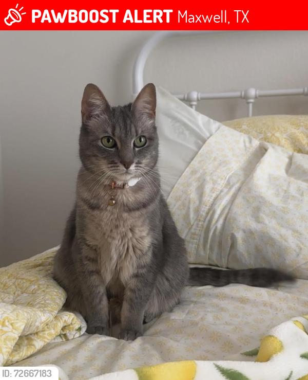 Lost Female Cat last seen Camino Rd , Maxwell, TX 78656