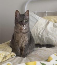 Lost Female Cat last seen Camino Rd , Maxwell, TX 78656