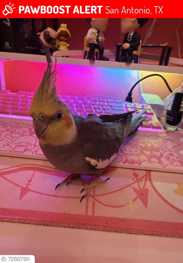 Lost Male Bird last seen Near Ashbourne , San Antonio, TX 78247