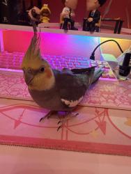 Lost Male Bird last seen Near Ashbourne , San Antonio, TX 78247