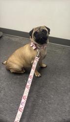 Lost Female Dog last seen Mississippi st south Houston 77587, South Houston, TX 77587