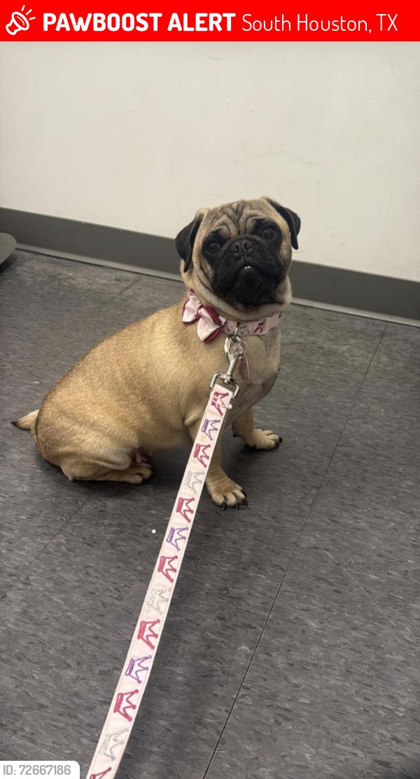 Lost Female Dog last seen Mississippi st south Houston 77587, South Houston, TX 77587