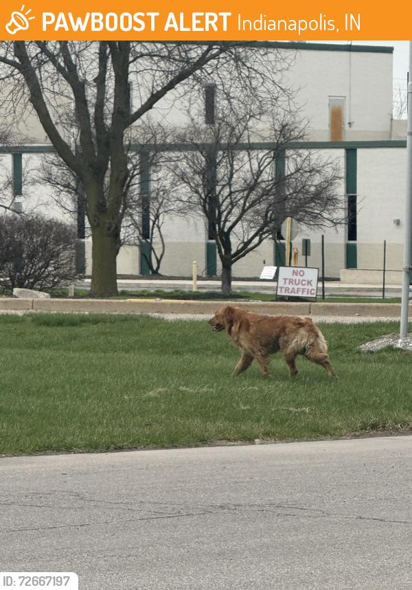 Found/Stray Unknown Dog last seen Volleyball club, Indianapolis, IN 46219