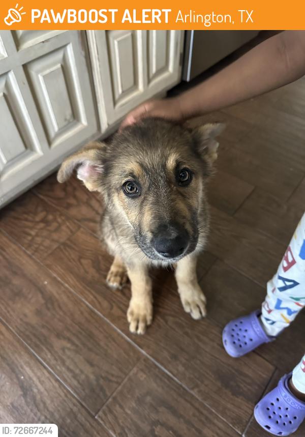 Found/Stray Male Dog last seen Wimbledon neighborhood Arlington , Arlington, TX 76017