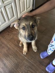 Found/Stray Male Dog last seen Wimbledon neighborhood Arlington , Arlington, TX 76017