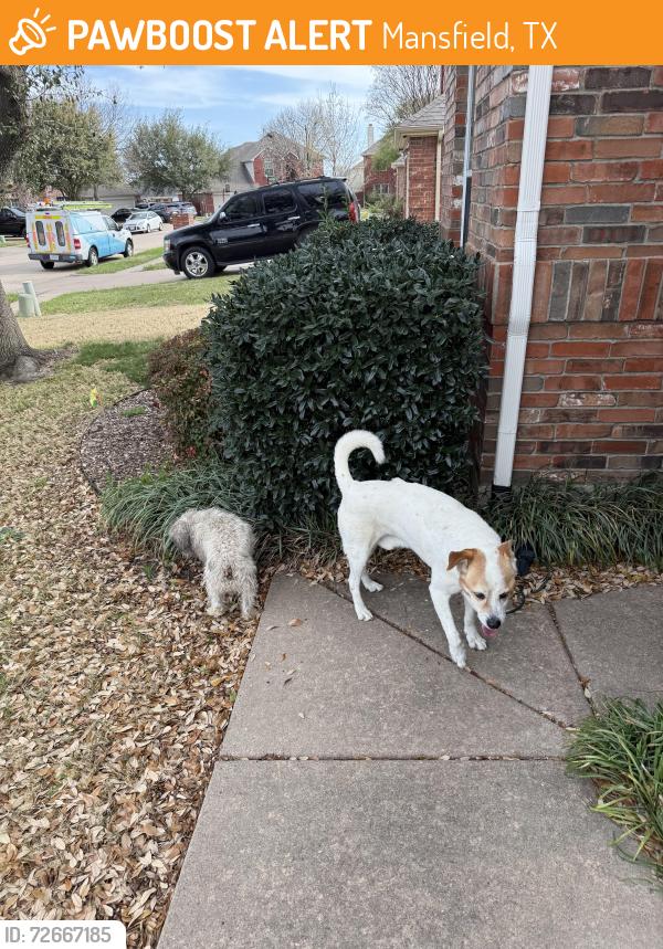 Found/Stray Male Dog last seen Rock Meadow and Walnut Creek, Mansfield, TX 76063