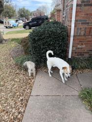 Found/Stray Male Dog last seen Rock Meadow and Walnut Creek, Mansfield, TX 76063