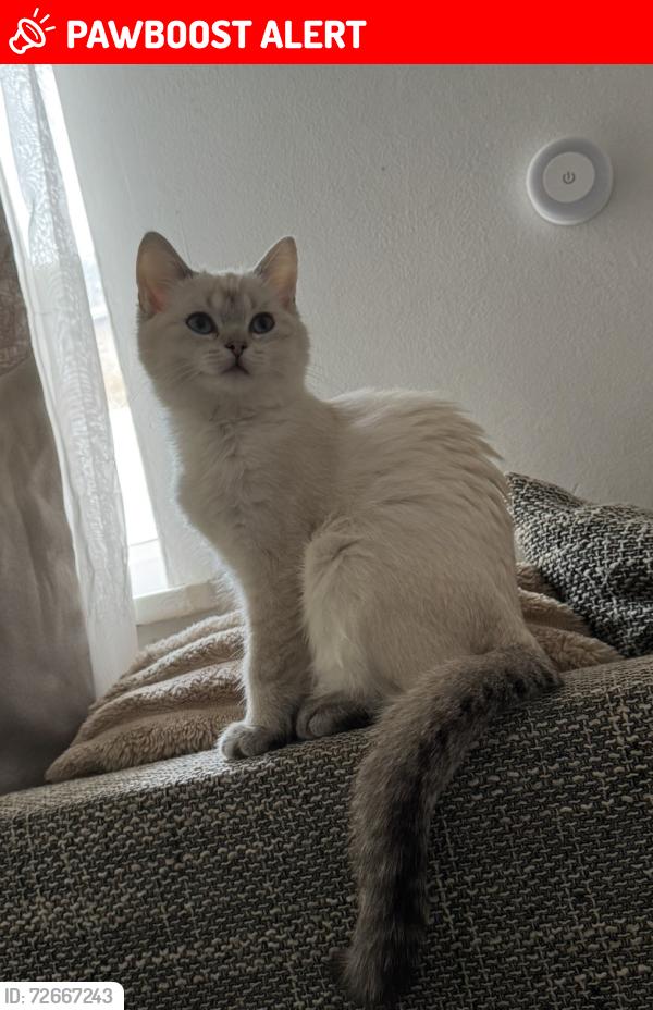 Lost Female Cat last seen Near Croft Road Newmarket , Suffolk, England CB8 0AQ