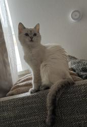 Lost Female Cat last seen Near Croft Road Newmarket , Suffolk, England CB8 0AQ
