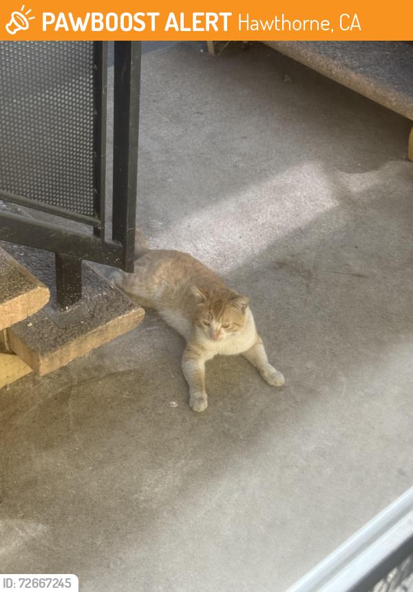 Found/Stray Unknown Cat last seen Hawthorne and Rosecrans, Hawthorne, CA 90250