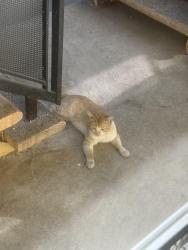 Found/Stray Unknown Cat last seen Hawthorne and Rosecrans, Hawthorne, CA 90250