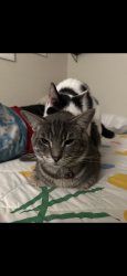 Lost Male Cat last seen Camino Colegio and Cotati , Rohnert Park, CA 94928