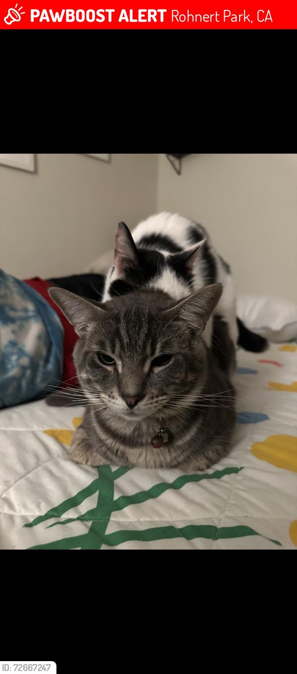 Lost Male Cat last seen Camino Colegio and Cotati , Rohnert Park, CA 94928
