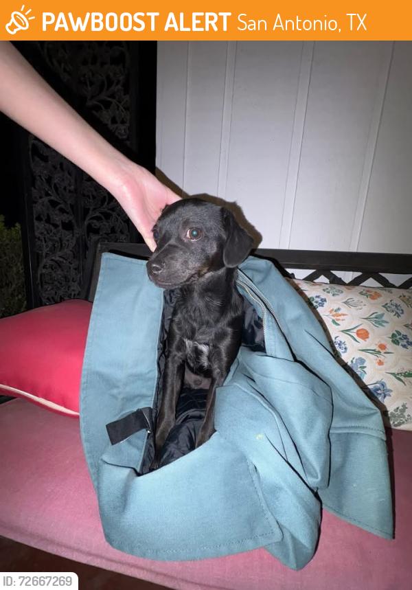 Found/Stray Male Dog last seen Collins Garden Park, San Antonio, TX 78204