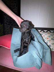 Found/Stray Male Dog last seen Collins Garden Park, San Antonio, TX 78204