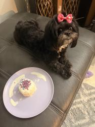 Lost Female Dog last seen Near Lucoma Dr , Jacksonville, FL 32254