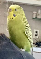 Found/Stray Unknown Bird last seen Park at J Street and 14th Street, San Diego, CA 92101
