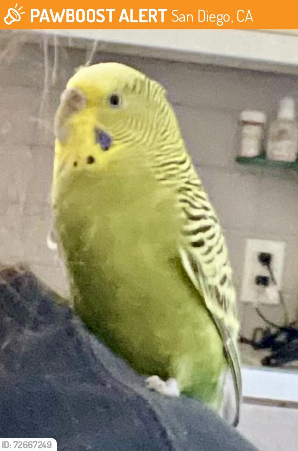 Found/Stray Unknown Bird last seen Park at J Street and 14th Street, San Diego, CA 92101