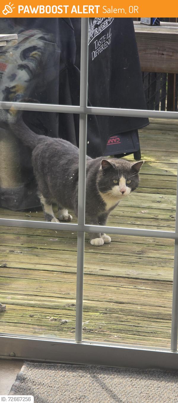 Found/Stray Unknown Cat last seen Adam Stephens middle school , Salem, OR 97305