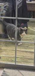 Found/Stray Unknown Cat last seen Adam Stephens middle school , Salem, OR 97305