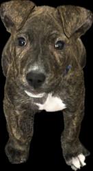 Lost Male Dog last seen Camp Greene st, Charlotte, NC 28208