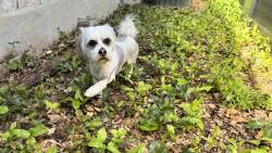 Found/Stray Female Dog last seen Callaghan and Vance Jackson , San Antonio, TX 78230