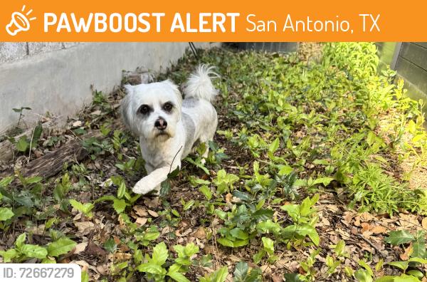 Found/Stray Female Dog last seen Callaghan and Vance Jackson , San Antonio, TX 78230