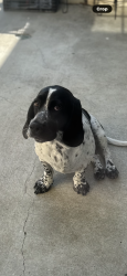 Lost Female Dog last seen Monteca and Ash, Rialto, CA 92376
