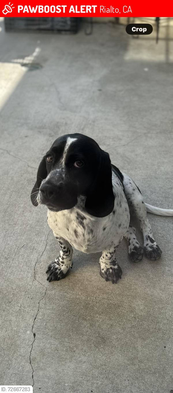 Lost Female Dog last seen Monteca and Ash, Rialto, CA 92376