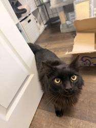 Found/Stray Unknown Cat last seen Holland and Rosemont , Virginia Beach, VA 23452