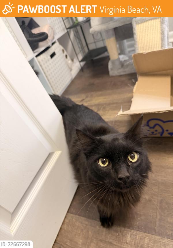 Found/Stray Unknown Cat last seen Holland and Rosemont , Virginia Beach, VA 23452